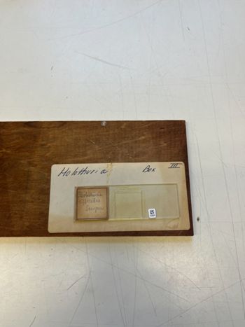 Media type: image;   Invertebrate Zoology 172241 Description: Photograph of microscope slide and handwritten label.;  Aspect: slide